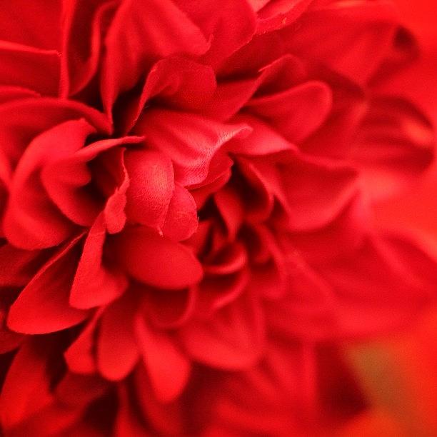 Red Rosen Layer Red Layers Photograph by Nadine Rippelmeyer | Fine Art America
