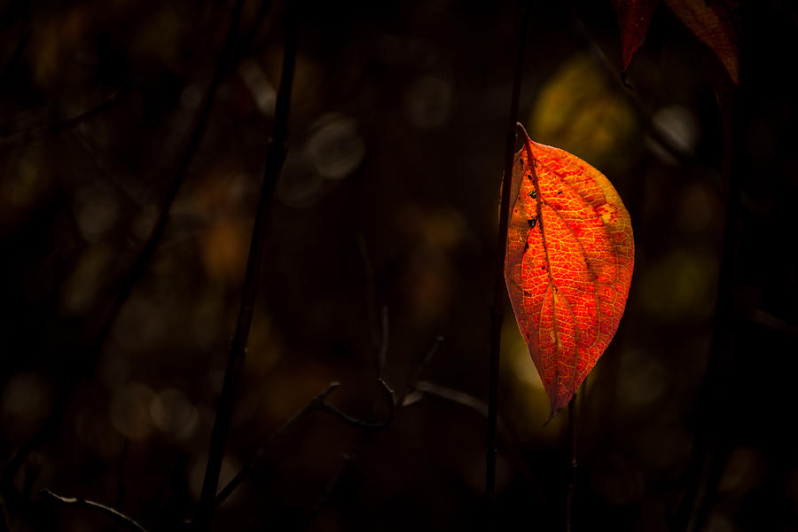 Red Leaf 2 Photograph by Jay Stockhaus
