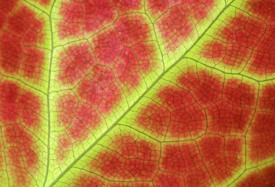 Flower Photograph - Red Leaf Abstract by Nigel Downer