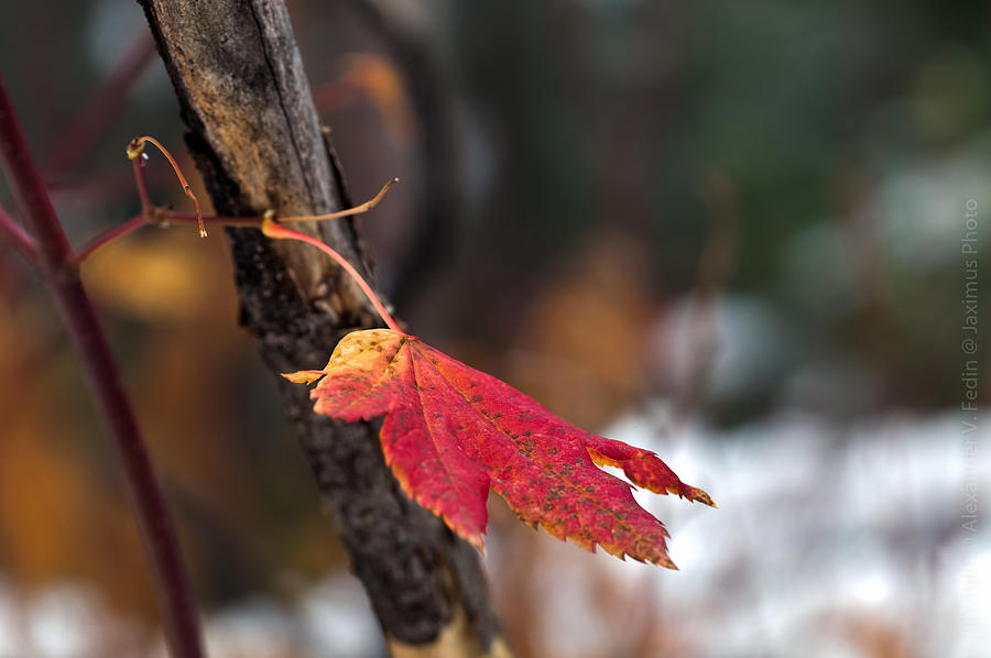 Red Leaf Photograph by Alexander Fedin Red Leaf Photograph by Alexander Fedin