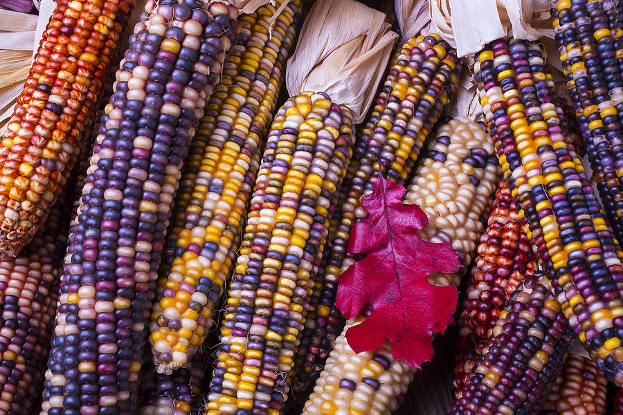 Fall Photograph - Red leaf and Indian corn by Garry Gay