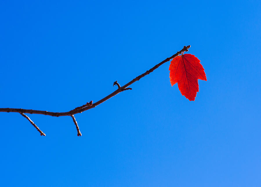 Red Leaf - Arboretum - Madison Photograph by Steven Ralser