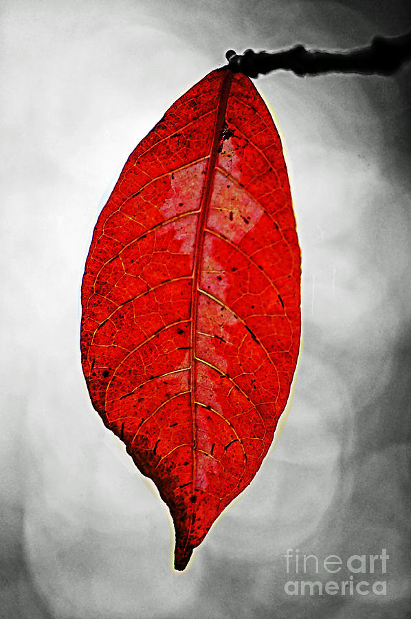 Red Leaf Photograph by Ben Yassa