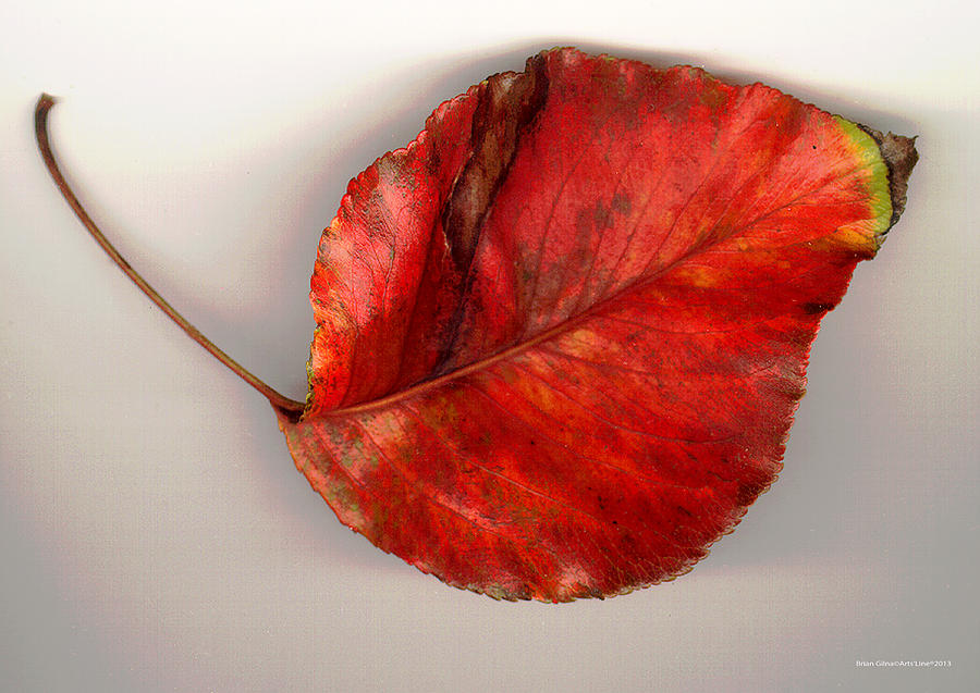 Red Leaf Photograph by Brian Gilna