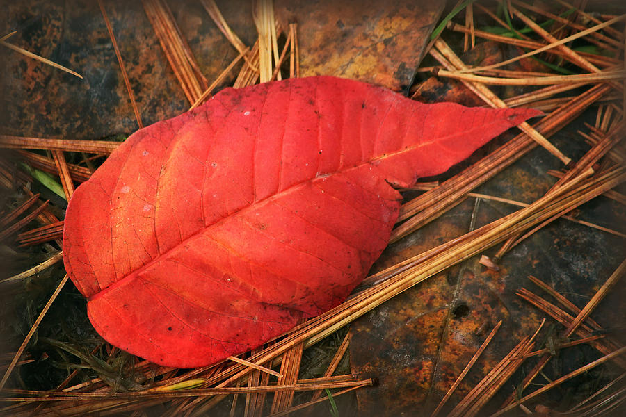 Red leaf Photograph by Carolyn Derstine