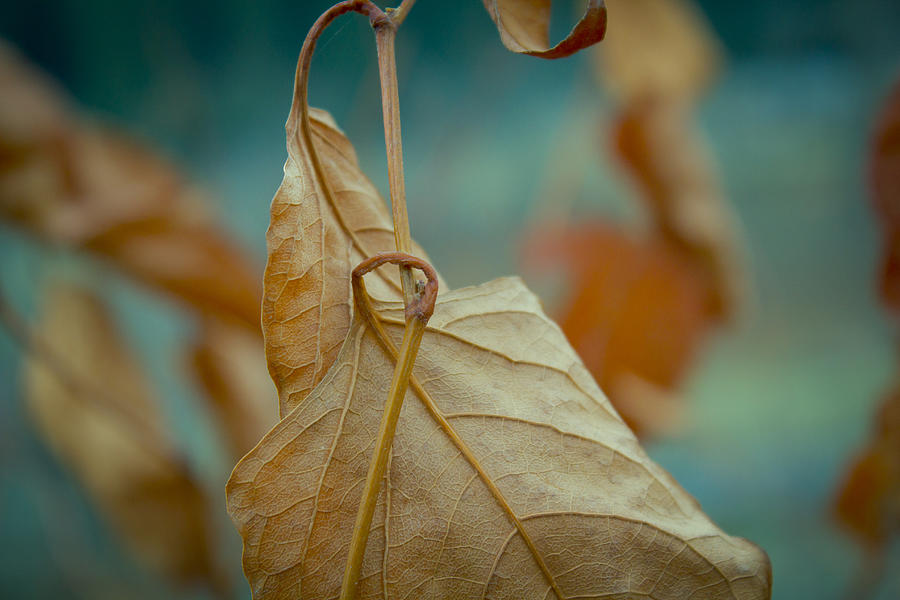 Red leaf close-up Photograph by Vlad Baciu