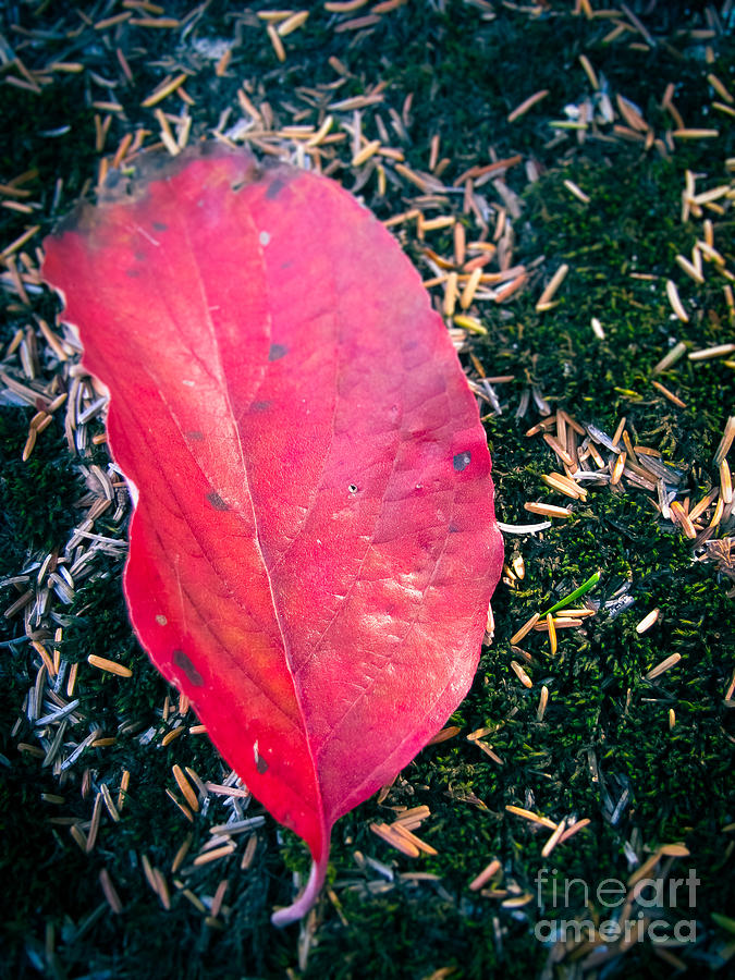 Red Leaf Photograph