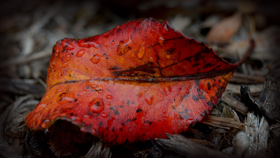Red Leaf Photograph by Craig Incardone