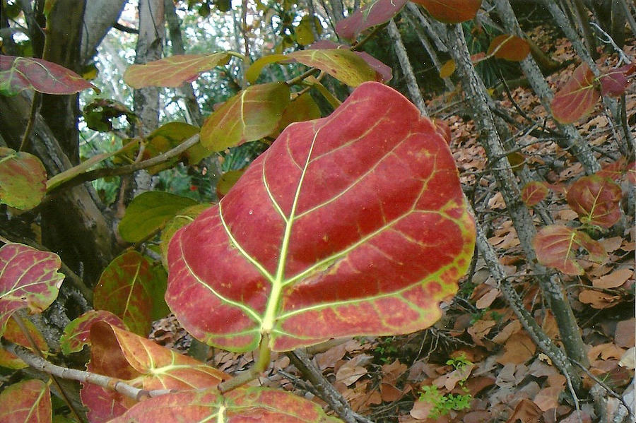 Red Leaf Photograph by Dody Rogers