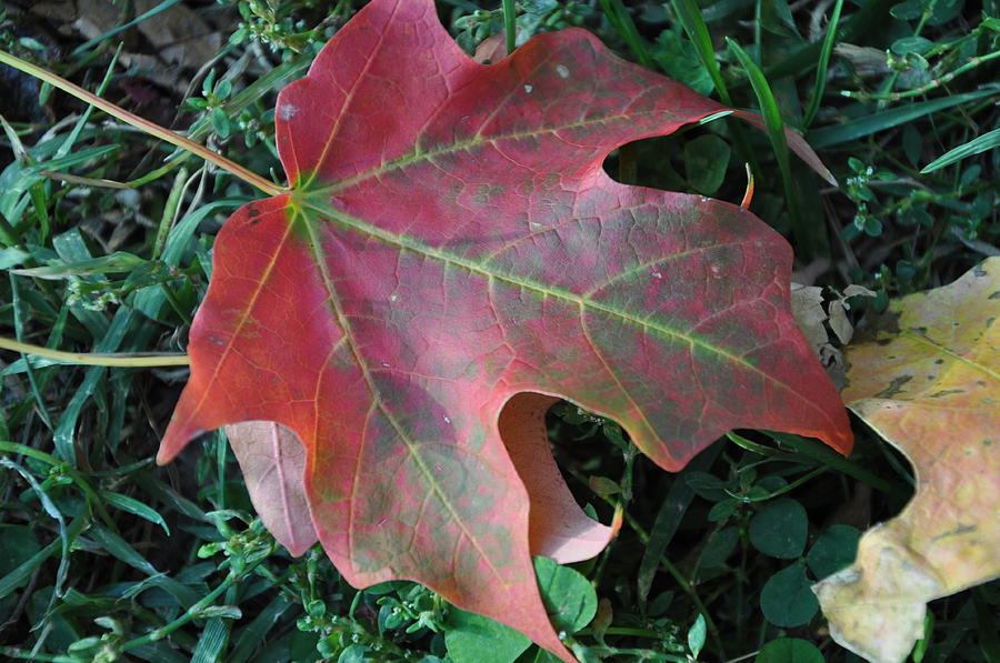 Red Leaf Photograph by Frank Madia