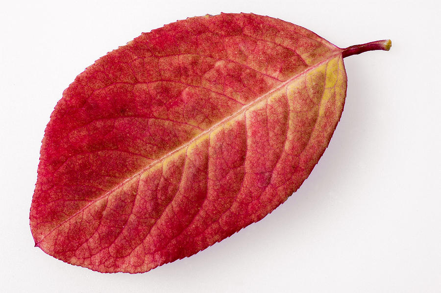 Red leaf in fall with white background Photograph by Matthias Hauser
