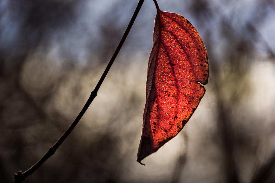 Red Leaf Photograph by Jay Stockhaus