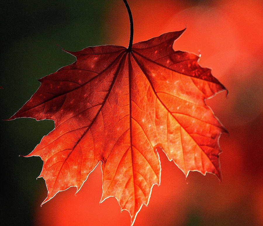 Red Leaf Photograph by Joan Han