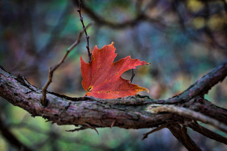 Red Leaf Landed Photograph by Bill Pevlor