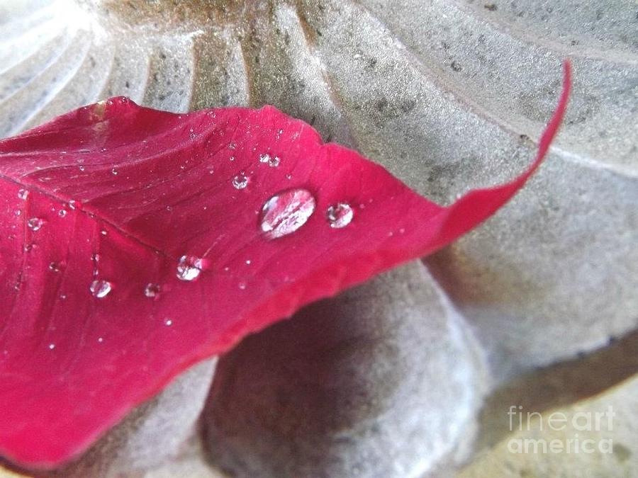 Red Leaf Photograph by Maideline  Sanchez