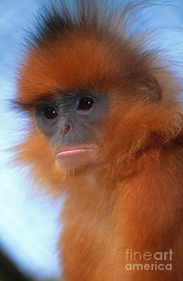 Monkey Photograph - Red Leaf Monkey by Art Wolfe