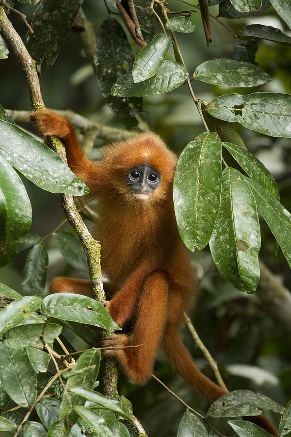 Red Leaf Monkey Juvenile Sabah Borneo Photograph by Sebastian Kennerknecht