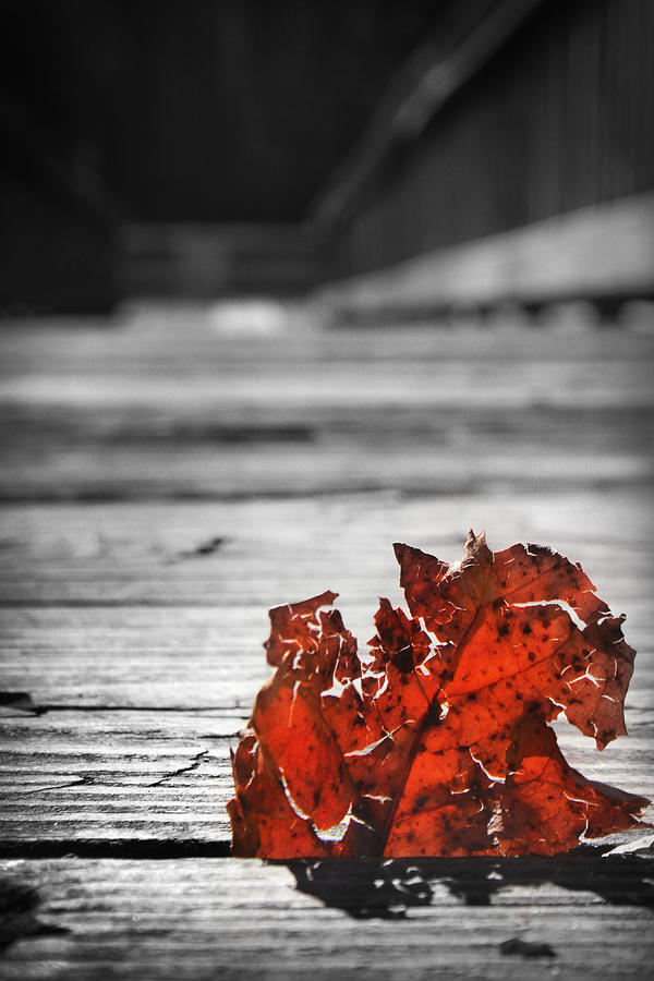 Red Leaf on a Pier Photograph by Kelly Hazel