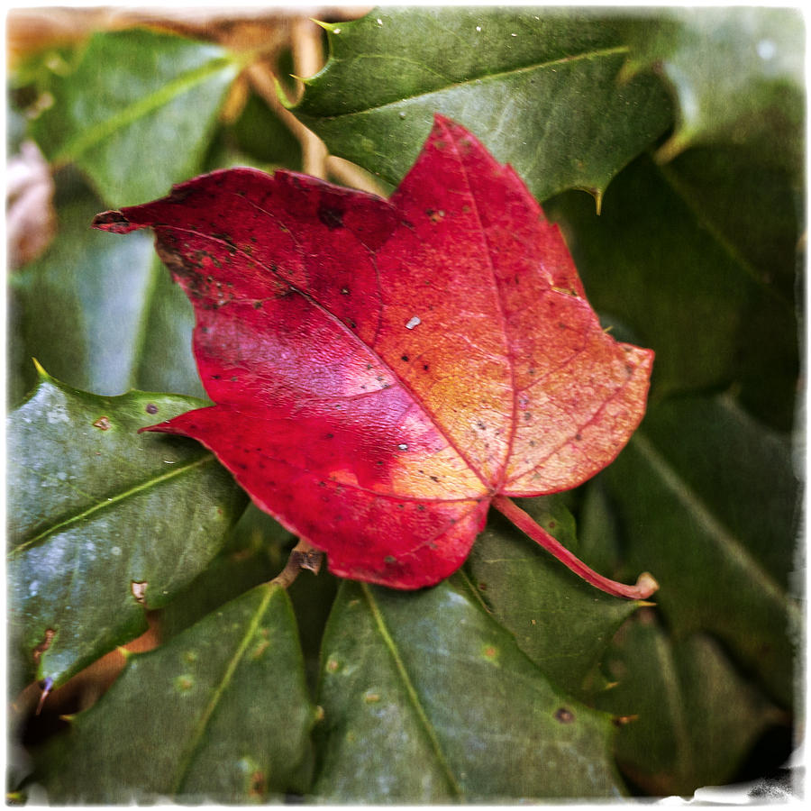 Red Leaf on Holly Photograph by Frank Winters