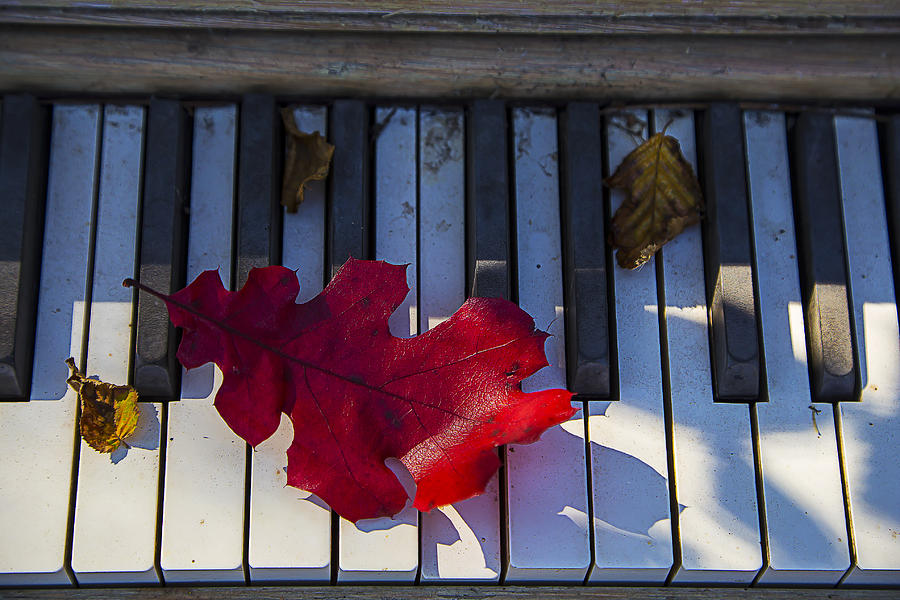 Piano Photograph - Red leaf on old piano keys by Garry Gay