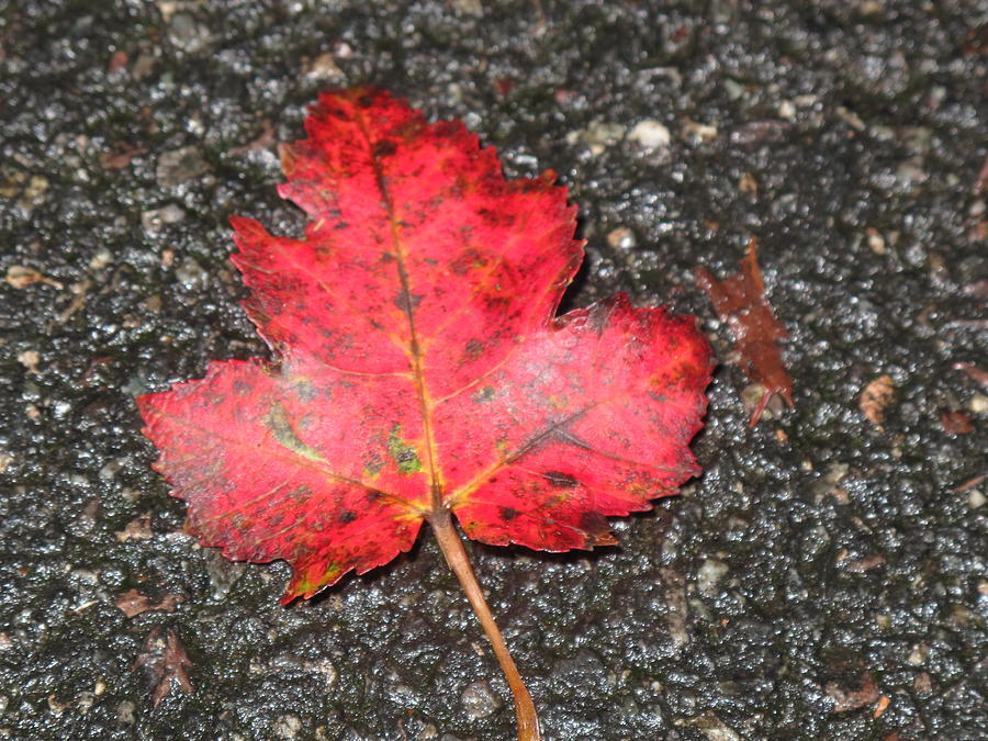 Red Leaf on Pavement Photograph by Barbara McDevitt