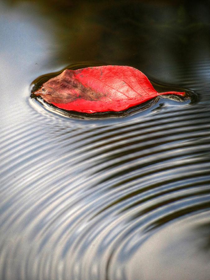 Red Leaf on Water with Ripples Photograph by Chuck Buckner - Fine Art ...