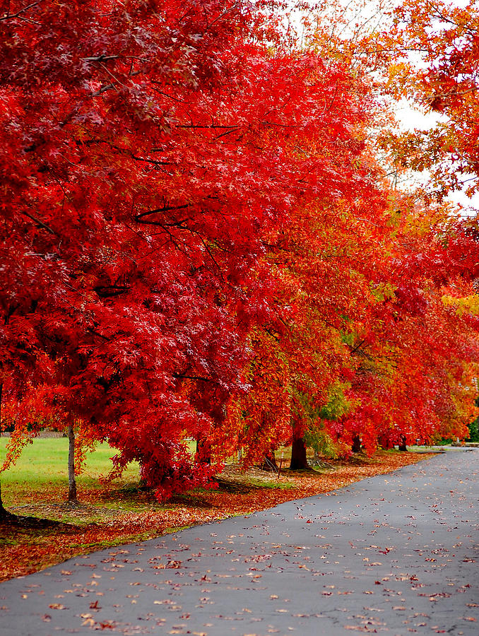 Red Leaf Road Photograph by Holly Blunkall