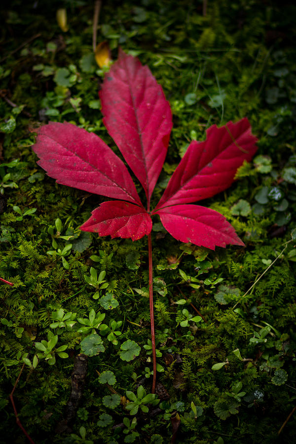 Red Leaf Photograph by Shane Holsclaw