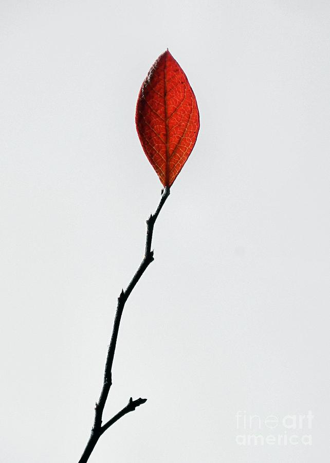 Red Leaf Photograph by Sharon Woerner