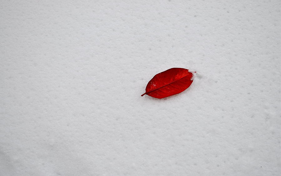 Red Leaf Snow Photograph by Brooke Friendly