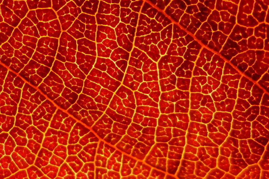 Red Leaf veins macro Photograph by Patrick Dinneen - Fine Art America