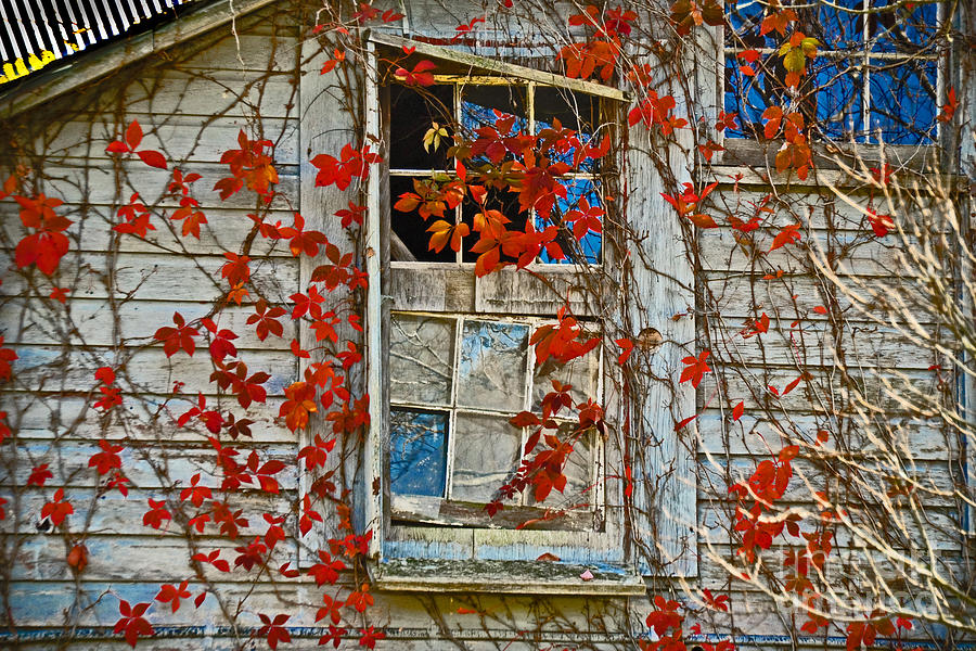 Red Leaf Window Photograph by Gary Keesler