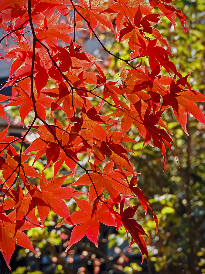Red Leaves 1 Photograph by Robert Mitchell