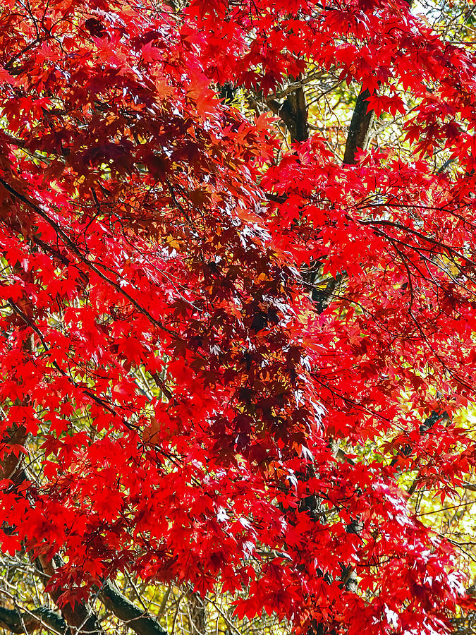 Red Leaves 3 Photograph by Robert Mitchell