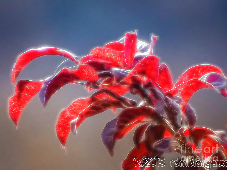 Red Leaves Aglow Photograph by Margaux Dreamaginations