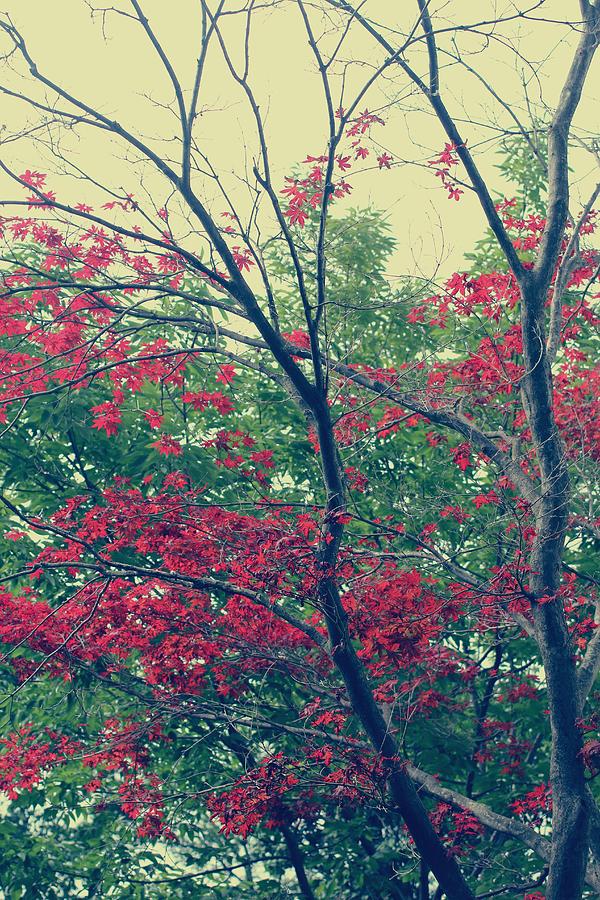 Red Leaves And Branches Photograph