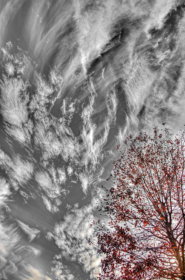 Red Leaves and Clouds Photograph by Glenn Woodell