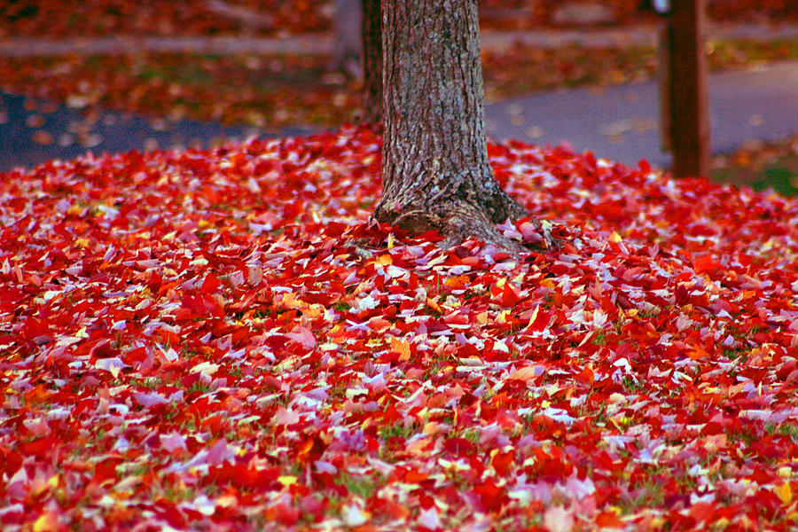 Red leaves Photograph by Andy Lawless