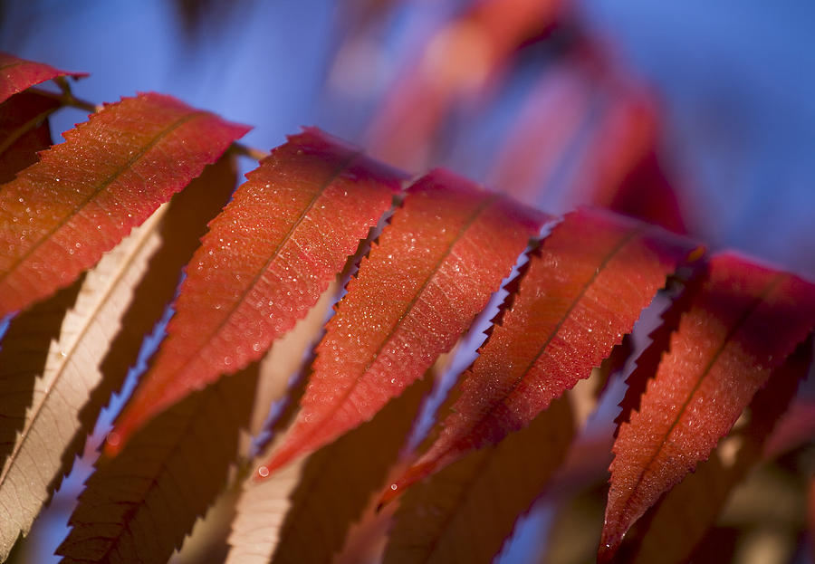 Nature Photograph - Red Leaves Blue Sky by Natalie Kinnear