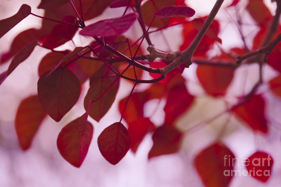 Red Leaves - Euphorbia Cotinifolia - Tropical Smoke Bush Photograph by Sharon Mau