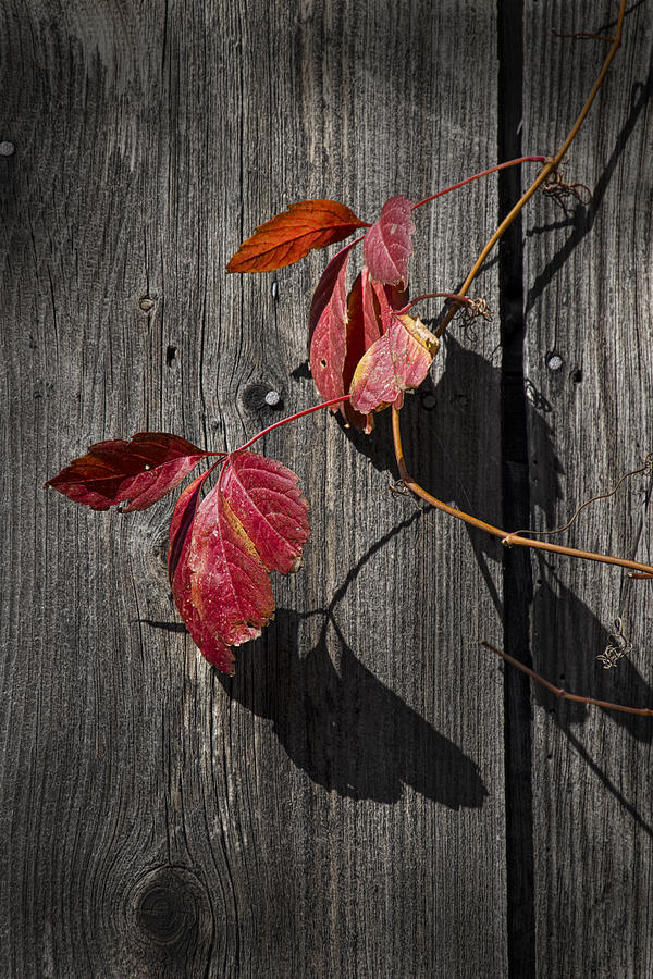 Red Leaves In Autumn Photograph