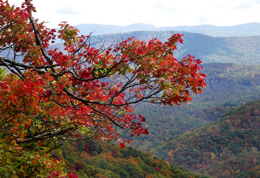 Red leaves in the Blueridge Photograph by Duane McCullough