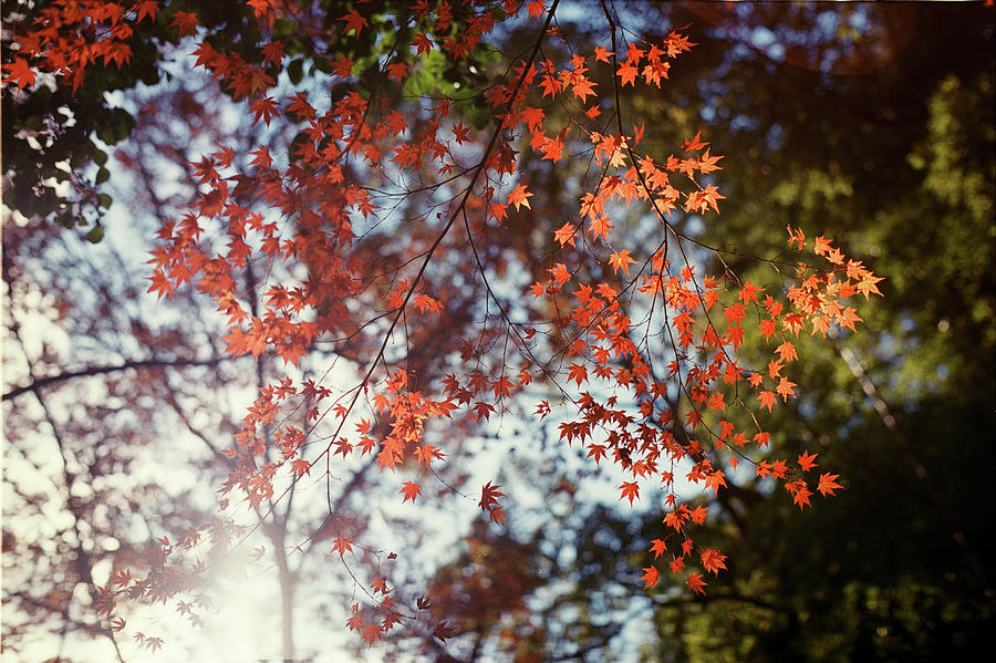Red Leaves In Winter Sunshine Photograph by Breeze.kaze