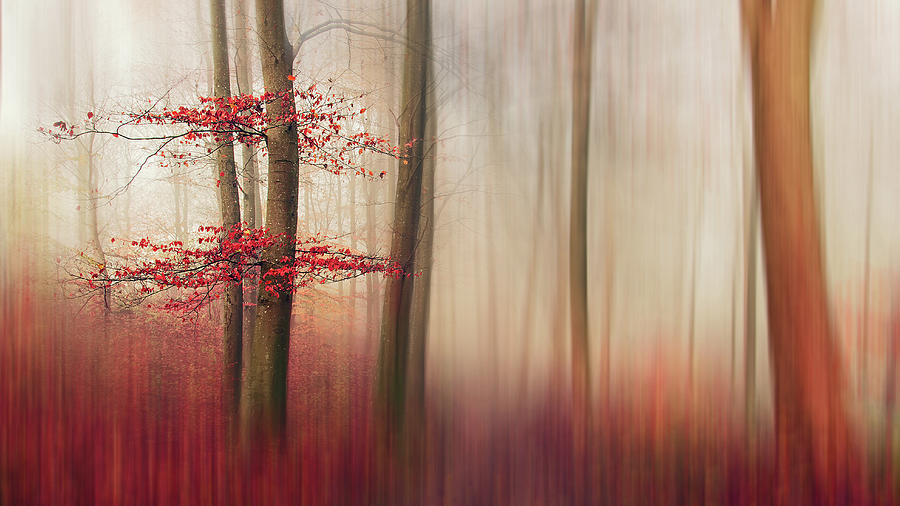Fall Photograph - Red Leaves. by Leif L?ndal
