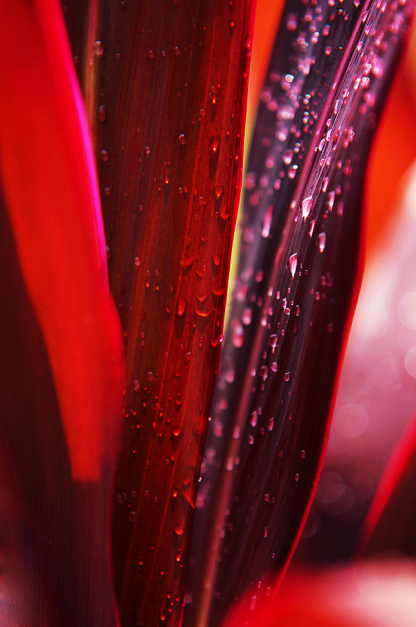 Plant Photograph - Red Leaves. Macro by Jenny Rainbow