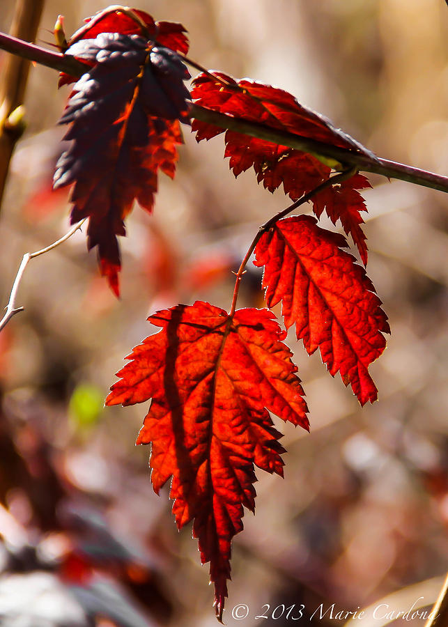 Red Leaves Photograph by Marie  Cardona