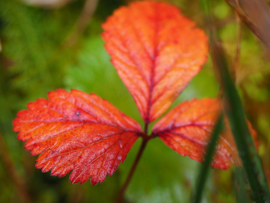 Red Leaves Photograph by Mark Ball