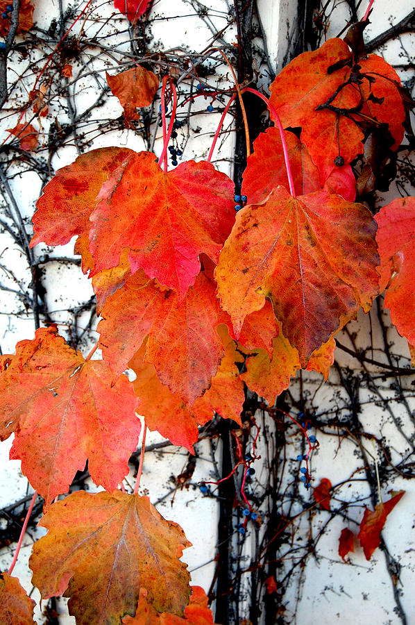 Red Leaves of Fall Photograph by Barbara J Blaisdell