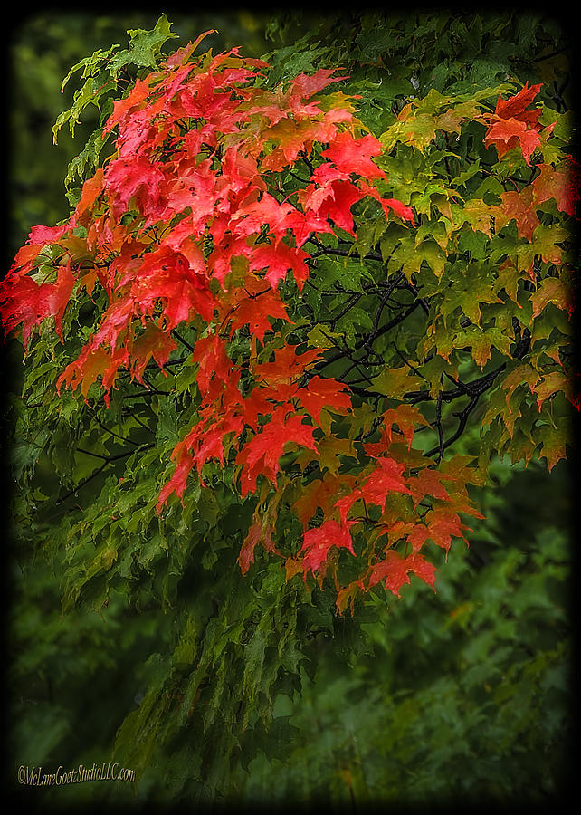 Nature Photograph - Red Leaves of Fall by LeeAnn McLaneGoetz McLaneGoetzStudioLLCcom
