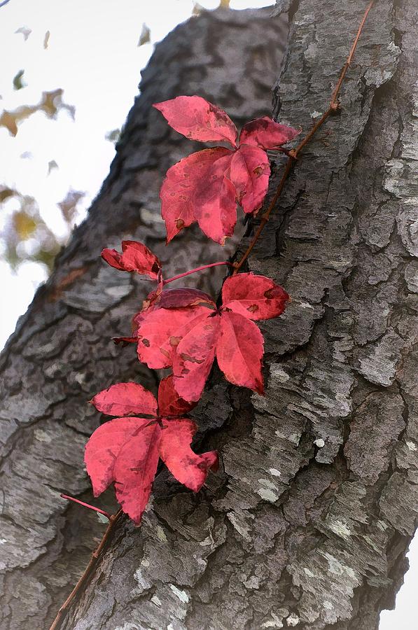 Red Leaves on Bark Photograph by Phyllis Meinke